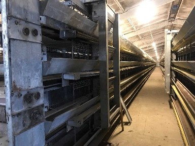 Птахоферма на 36 000 несучок, Big Dutchman + Salmet, 10 км від Ковеля