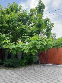 Киевская обл., Бориспольский район, с. Гнедин